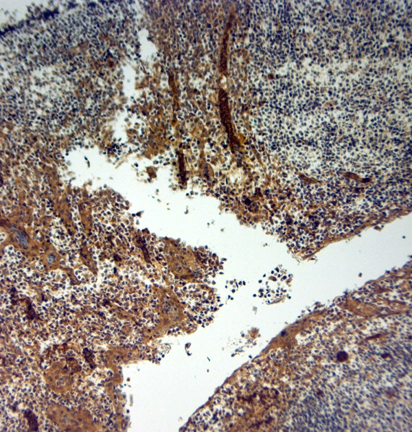 SLC4A1 Antibody in Immunohistochemistry (Paraffin) (IHC (P))