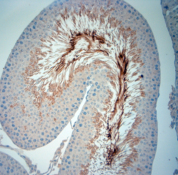 ISCA2 Antibody in Immunohistochemistry (Paraffin) (IHC (P))