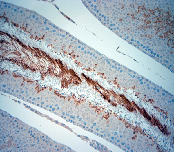 ISCA2 Antibody in Immunohistochemistry (Paraffin) (IHC (P))