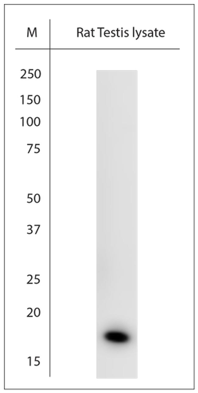 ISCA2 Antibody in Western Blot (WB)