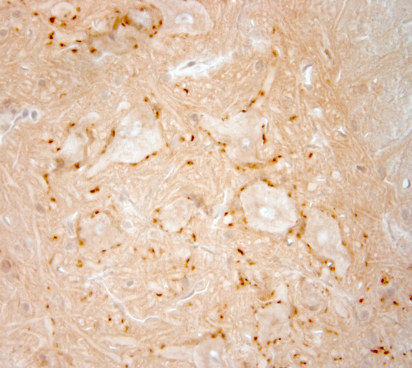 VAChT Antibody in Immunohistochemistry (Paraffin) (IHC (P))