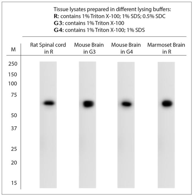 VAChT Antibody in Western Blot (WB)