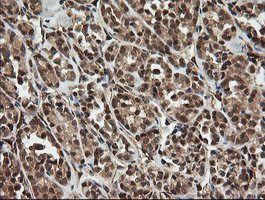 OTUB1 Antibody in Immunohistochemistry (Paraffin) (IHC (P))