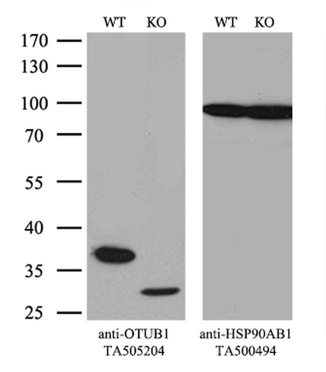 OTUB1 Antibody in Western Blot (WB)