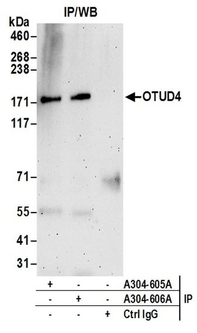 OTUD4 Antibody in Western Blot (WB)