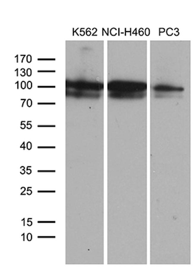 OTUD7B Antibody in Western Blot (WB)