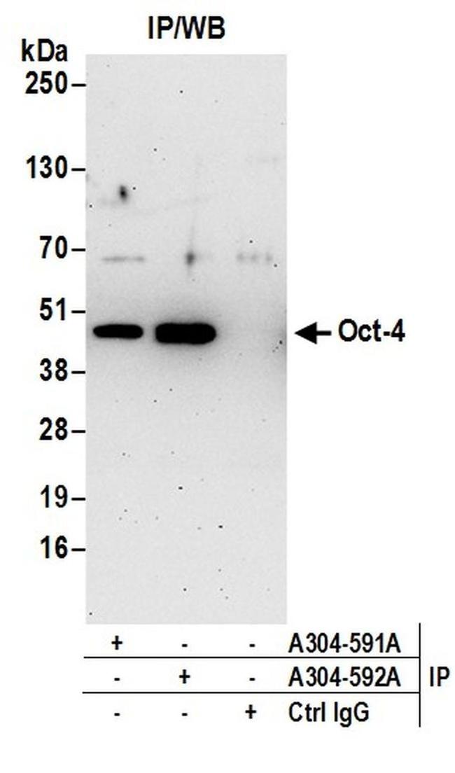 Oct-4 Antibody in Western Blot (WB)