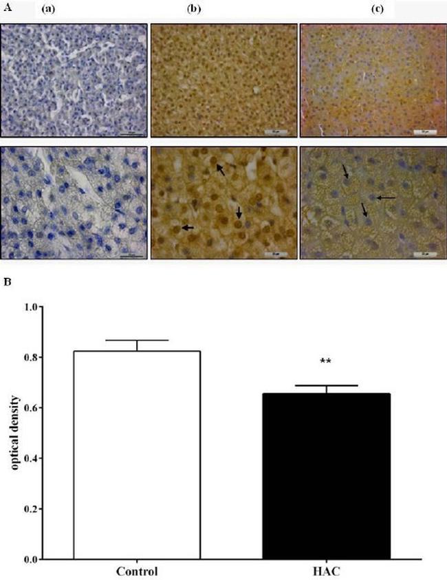 eNOS Antibody in Immunohistochemistry (Paraffin) (IHC (P))