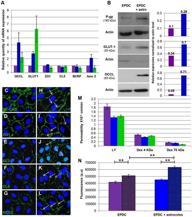 P-Glycoprotein Antibody in Western Blot (WB)