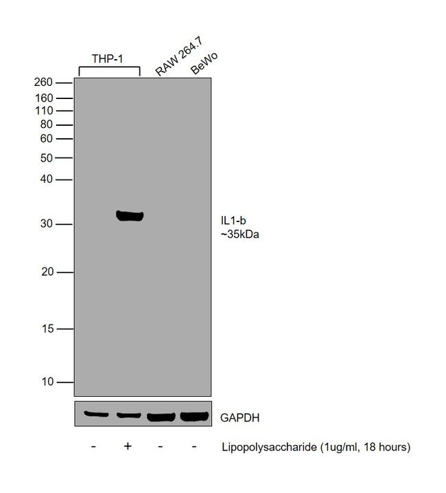 IL-1 beta Antibody