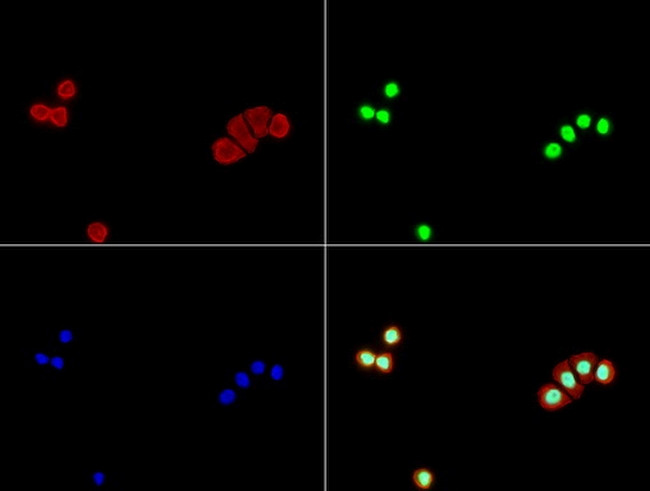 P53 Antibody in Immunocytochemistry (ICC/IF)