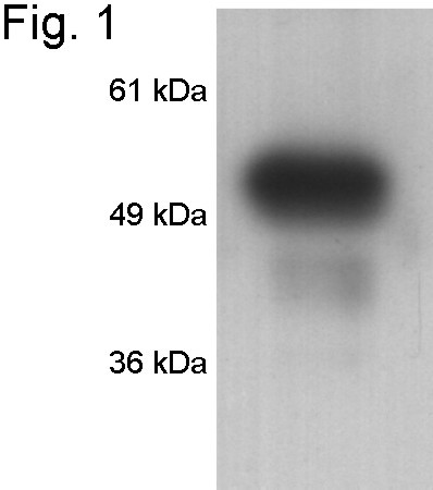 FKBP5 Antibody in Western Blot (WB)