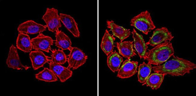 nNOS Antibody in Immunocytochemistry (ICC/IF)