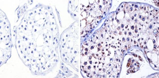 nNOS Antibody in Immunohistochemistry (Paraffin) (IHC (P))