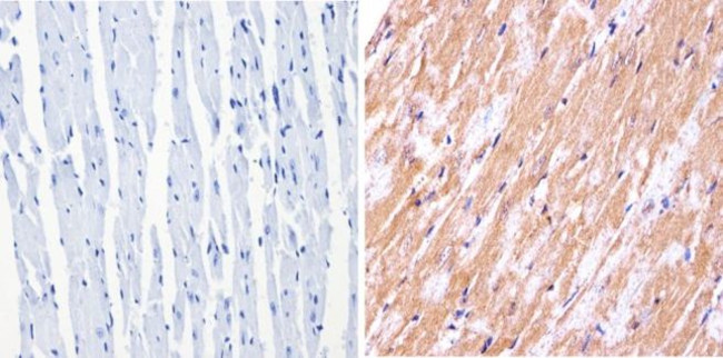 nNOS Antibody in Immunohistochemistry (Paraffin) (IHC (P))