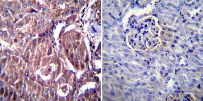 RAGE Antibody in Immunohistochemistry (Paraffin) (IHC (P))