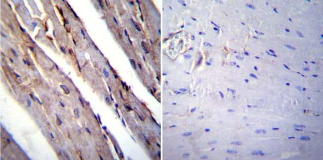 RAGE Antibody in Immunohistochemistry (Paraffin) (IHC (P))