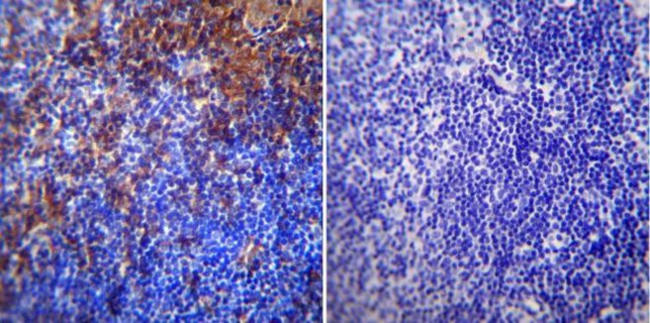 RAGE Antibody in Immunohistochemistry (Paraffin) (IHC (P))