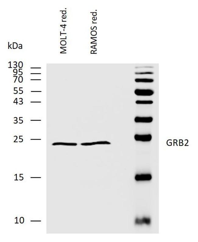 GRB2 Antibody in Western Blot (WB)