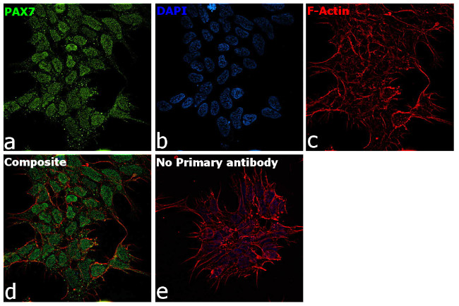 PAX7 Antibody in Immunocytochemistry (ICC/IF)