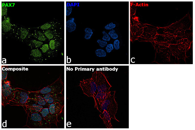 PAX7 Antibody in Immunocytochemistry (ICC/IF)