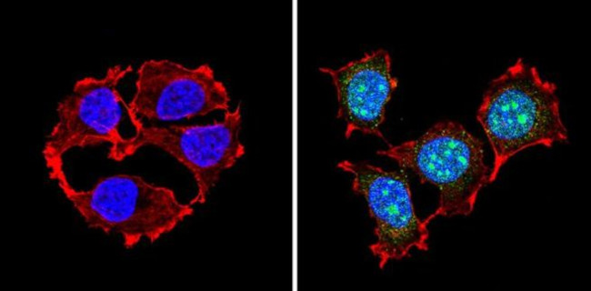 PAX7 Antibody in Immunocytochemistry (ICC/IF)