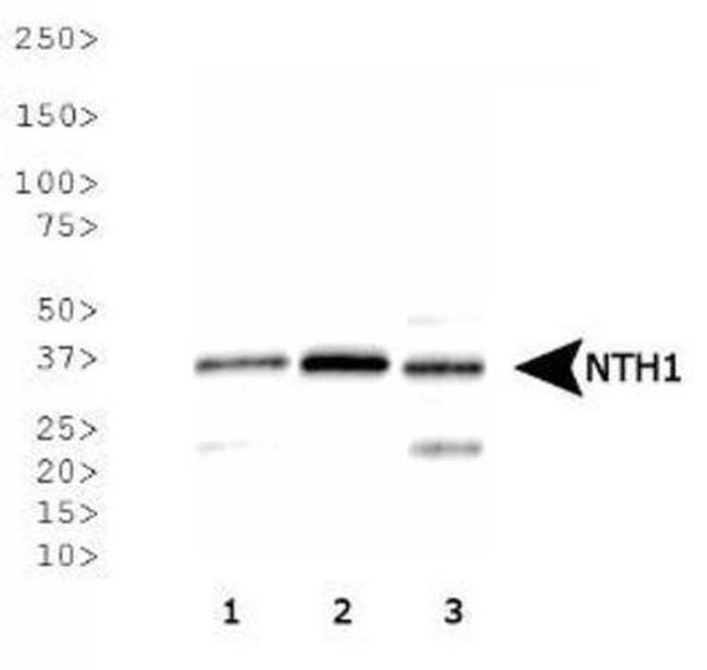 NTHL1 Antibody in Western Blot (WB)