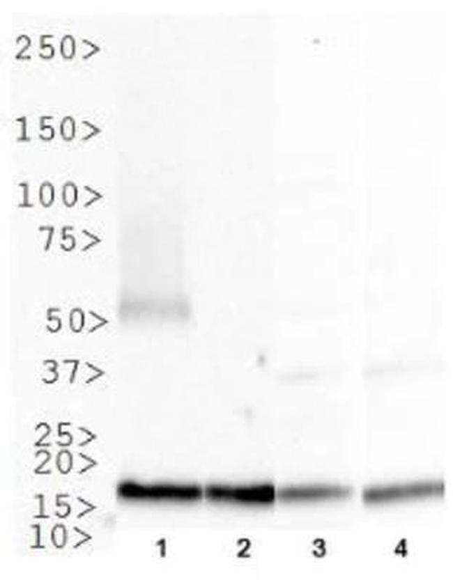 MTH1 Antibody in Western Blot (WB)