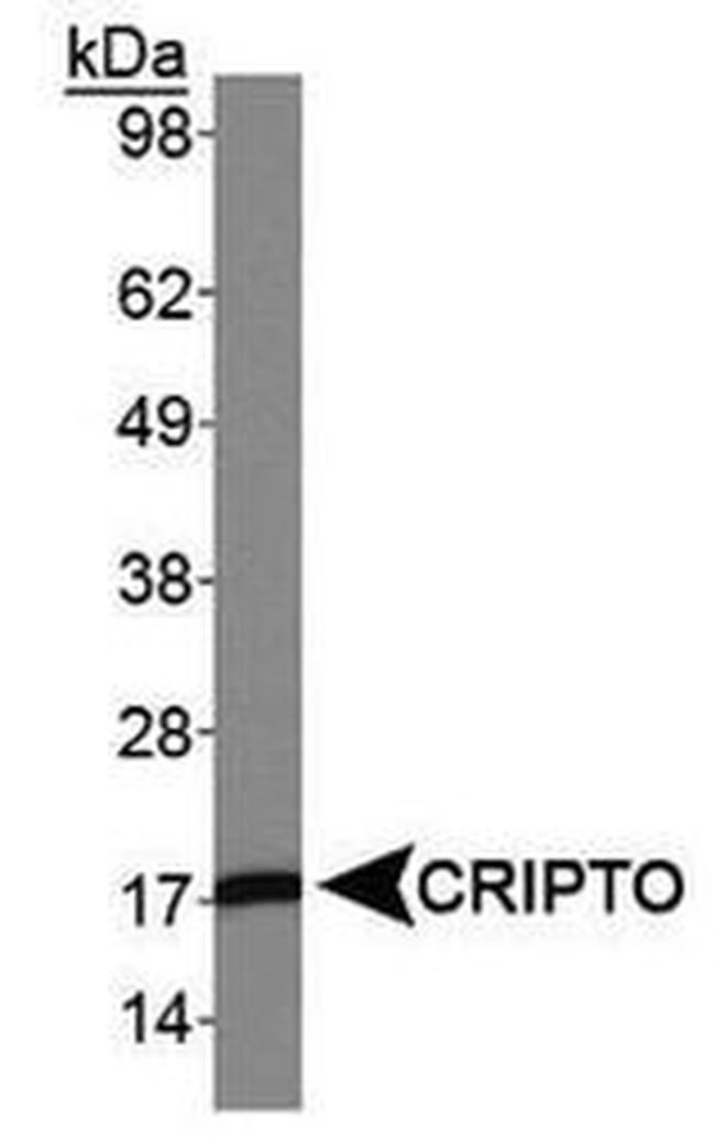 Cripto Antibody in Western Blot (WB)