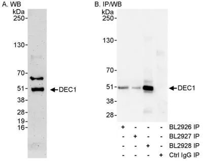 BHLHE40 Antibody in Immunoprecipitation (IP)