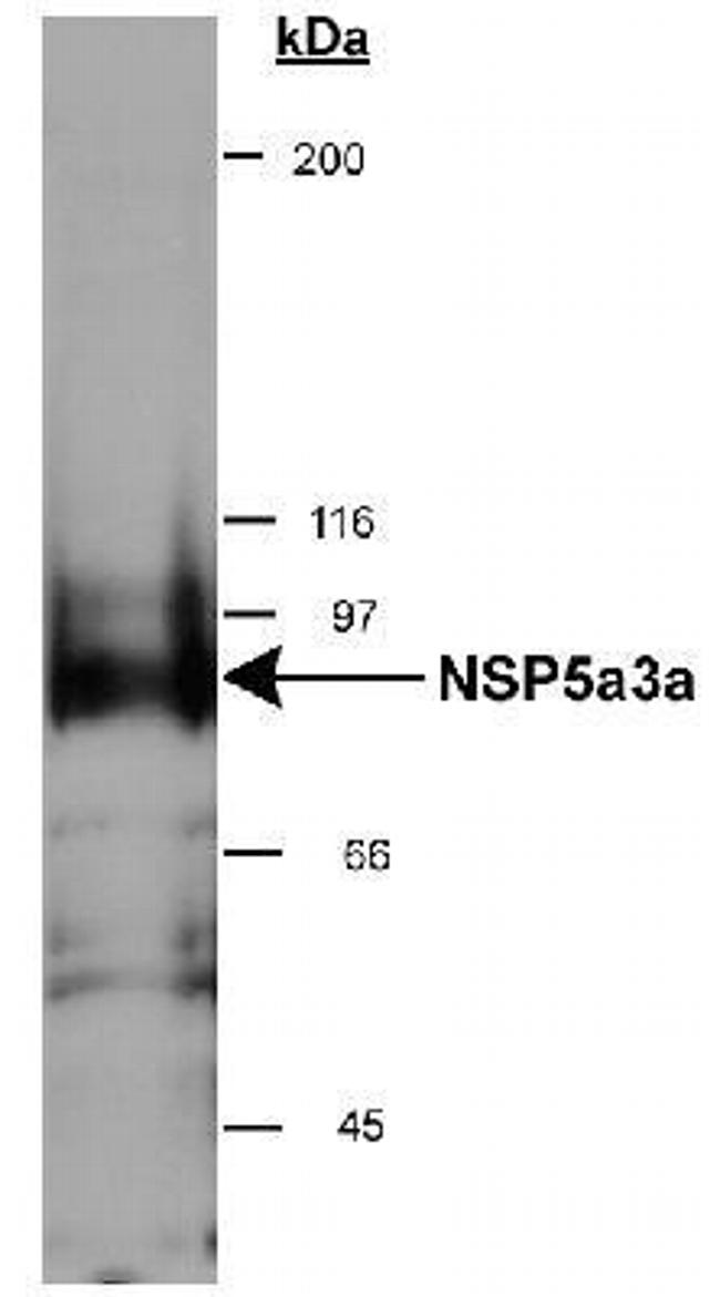 NSP5 Polyclonal Antibody (PA1-16609)