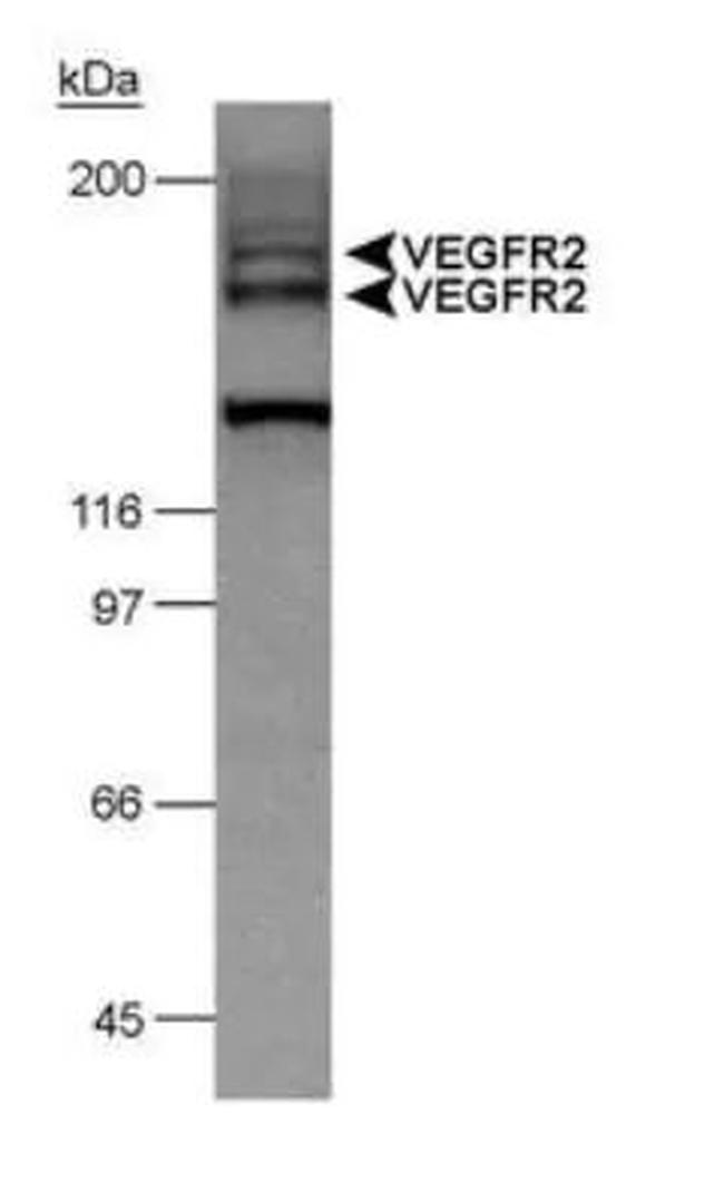 VEGF Receptor 2 Antibody in Western Blot (WB)