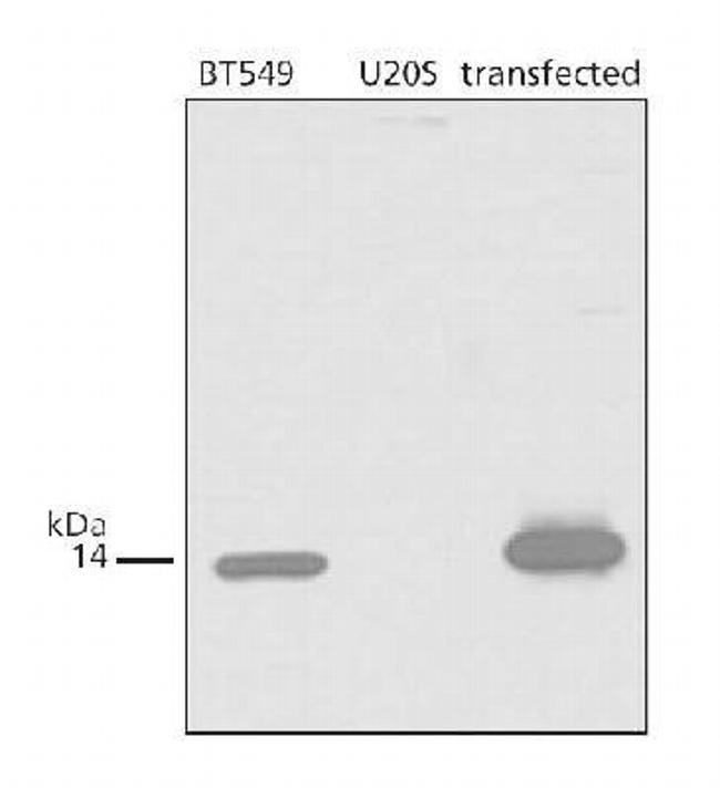 p14ARF Antibody in Western Blot (WB)