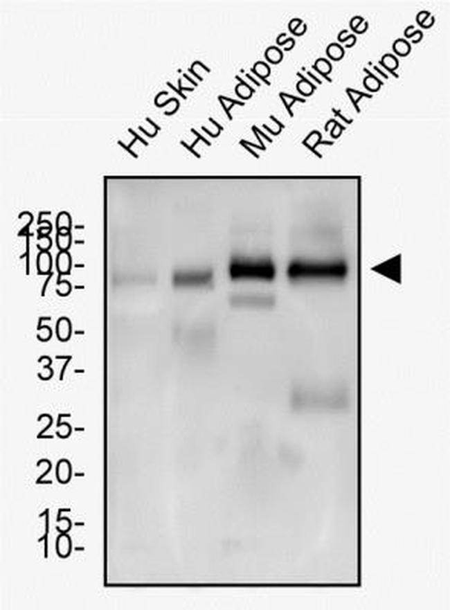 CD36 Antibody in Western Blot (WB)