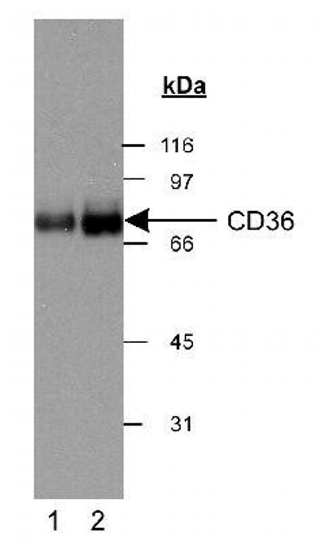 CD36 Antibody in Western Blot (WB)