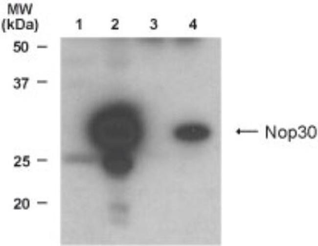 ARC Antibody in Western Blot (WB)