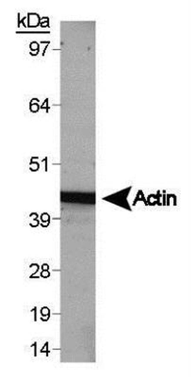 beta Actin Antibody in Western Blot (WB)