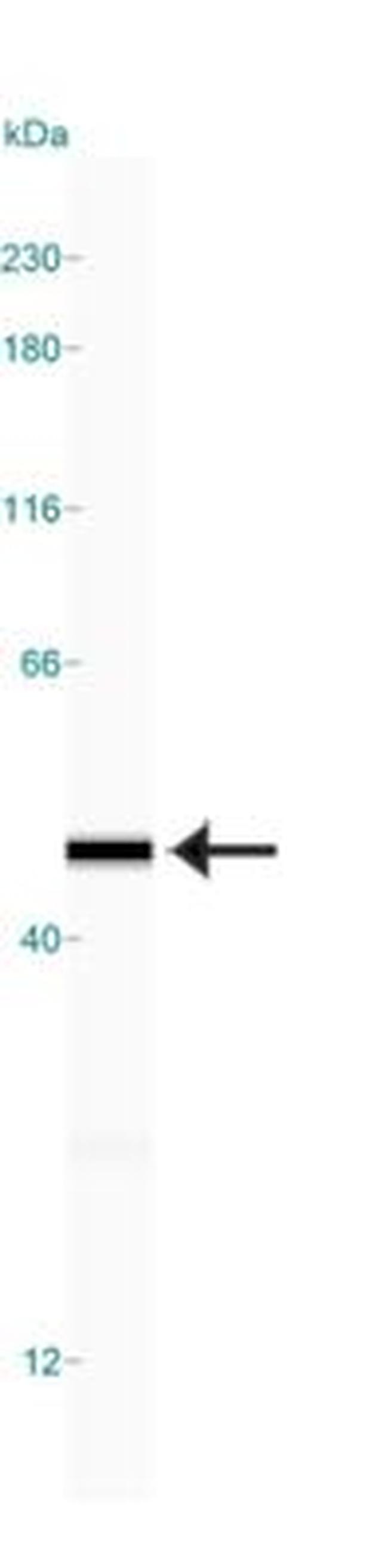 gamma Actin Antibody in Western Blot (WB)