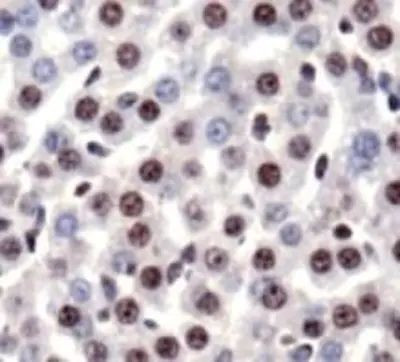 HMGB1 Antibody in Immunohistochemistry (Paraffin) (IHC (P))