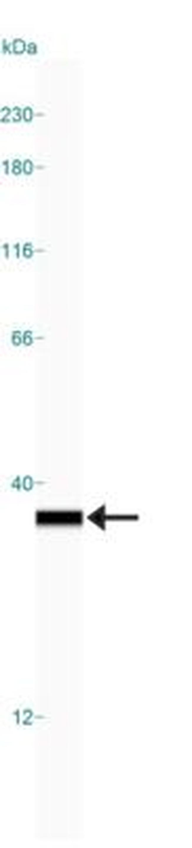 HMGB1 Antibody in Western Blot (WB)