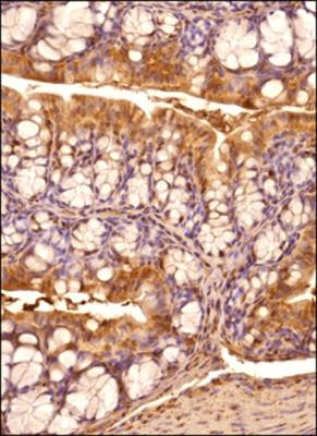 IRE1 alpha Antibody in Immunohistochemistry (Paraffin) (IHC (P))