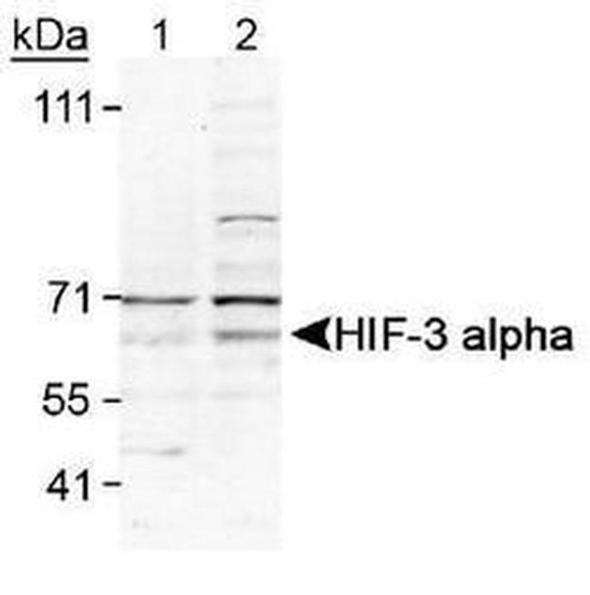 HIF3A Antibody in Western Blot (WB)