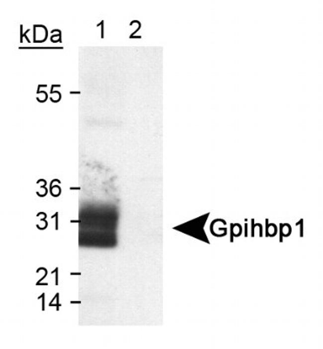 GPIHBP1 Antibody in Western Blot (WB)