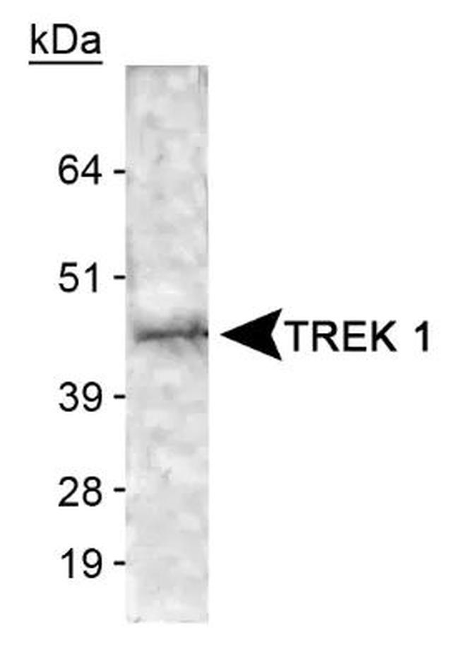 KCNK2 Antibody in Western Blot (WB)