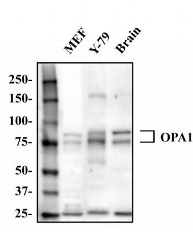 OPA1 Antibody in Western Blot (WB)