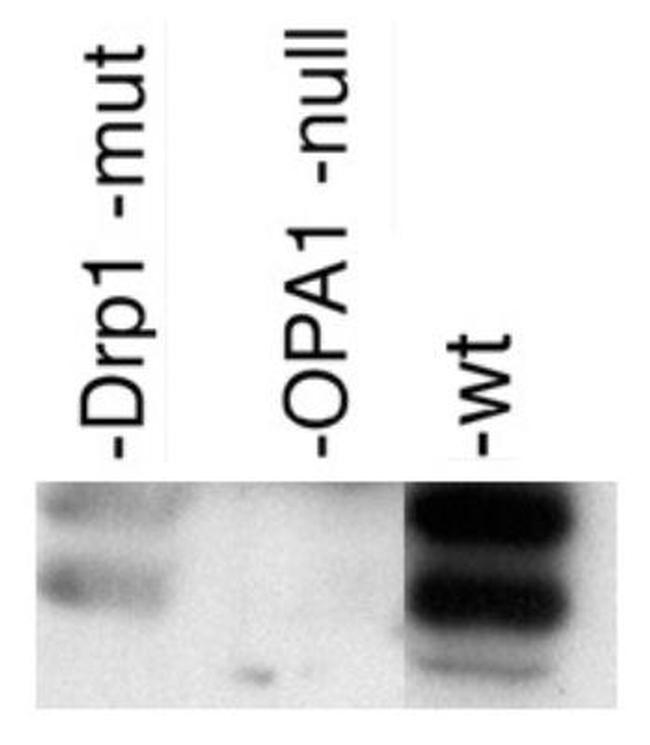 OPA1 Antibody in Western Blot (WB)