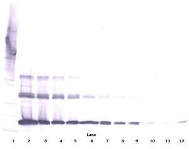 CD254 (RANK Ligand) Antibody in Western Blot (WB)