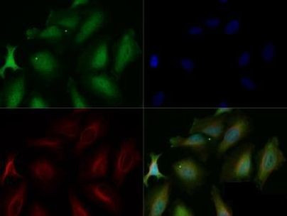 PHD3 Antibody in Immunocytochemistry (ICC/IF)