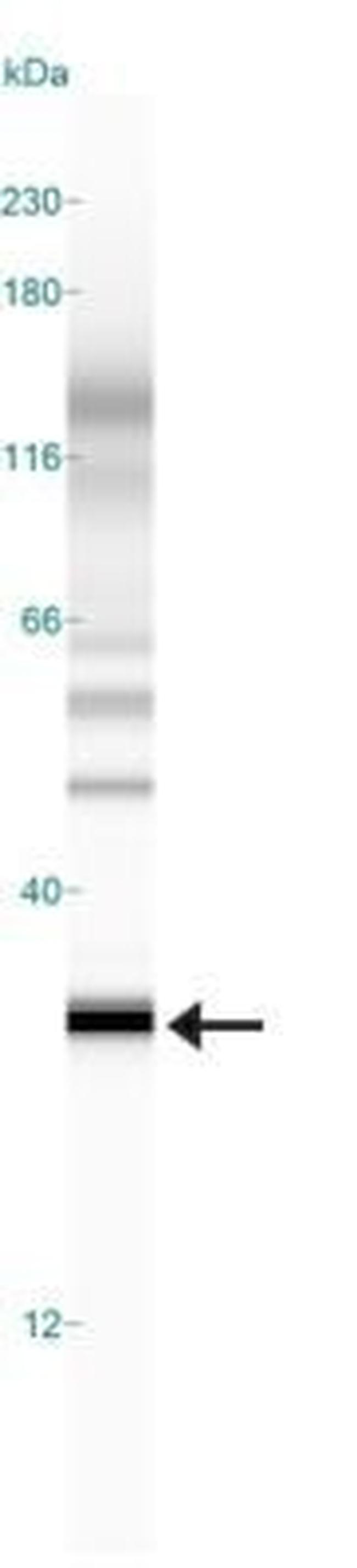 PHD3 Antibody in Western Blot (WB)