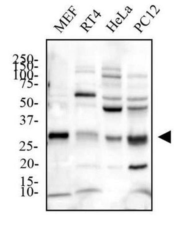 PHD3 Antibody in Western Blot (WB)